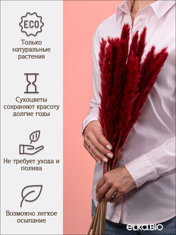 Пампас мини бордовый 15 шт. Высший сорт. Высота 40-50 см. М129