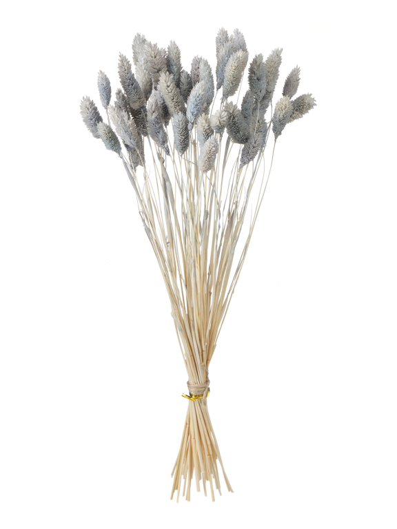 Фалярис серый (40шт) М113