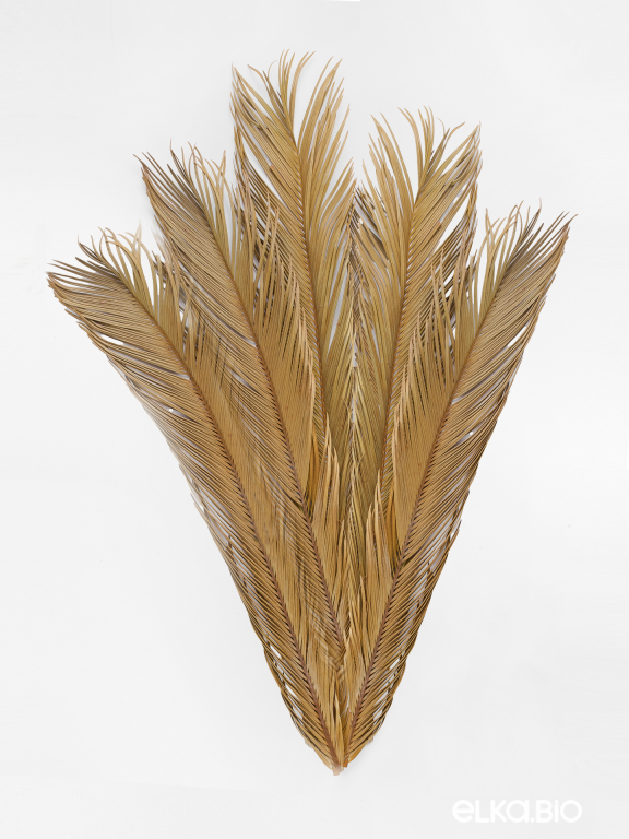 Лист пальмы цикас (5шт) М181