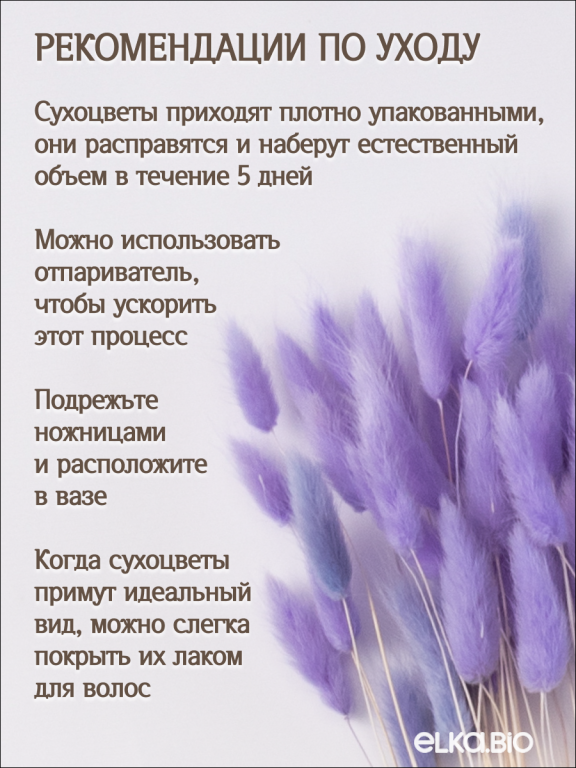 Лагурус сиреневый 60 шт. Высший сорт. Высота 25-35 см М237