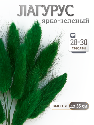 Лагурус ярко-зеленый 30 шт. Высший сорт. Высота 25-35 см М492