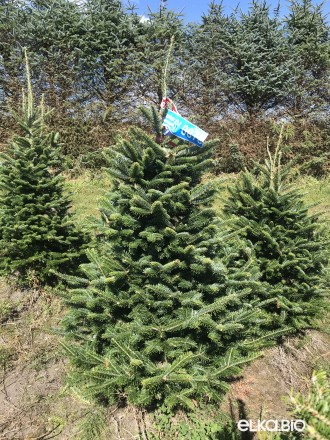 Пихта Фразера в горшке 1.60 - 1.80
