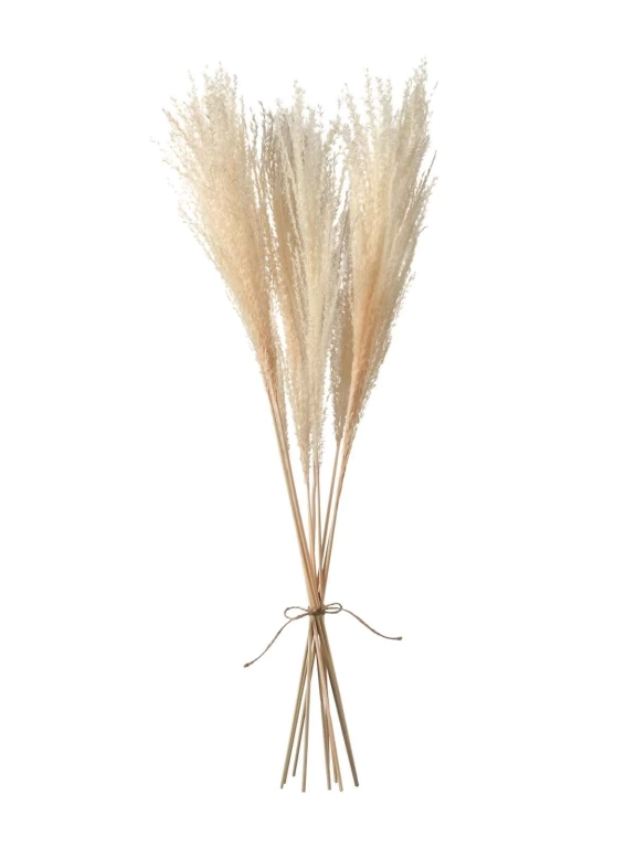 Мискантус светло-бежевый (9-10шт) М039