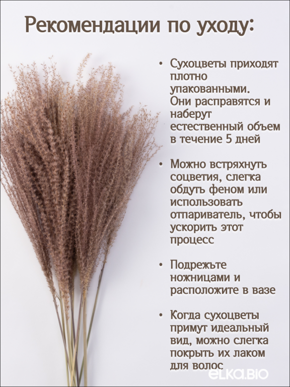 Мискантус натуральный 10 шт. Высший сорт М041