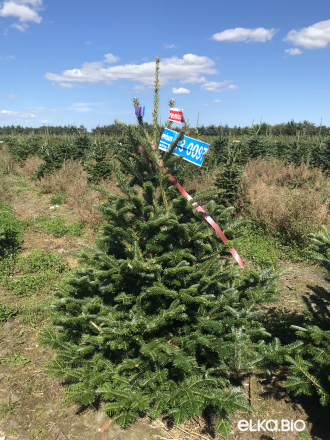 Пихта Фразера в горшке 1.40 - 1.60