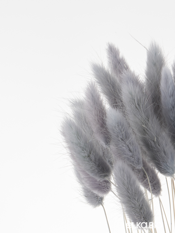 Лагурус серый первый сорт - 300 шт