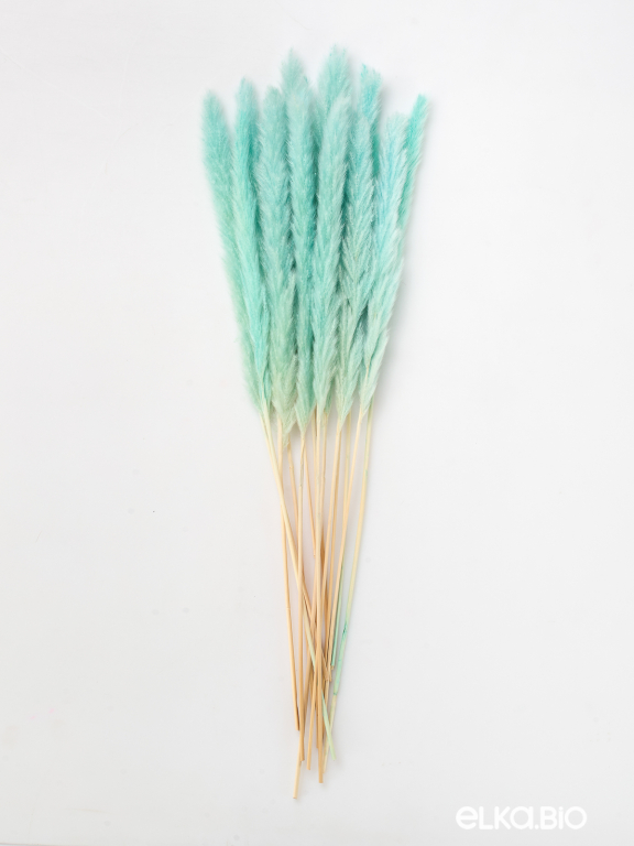 Трава сухоцвет пампас мини 15 шт. светло-бирюзовый высший сорт