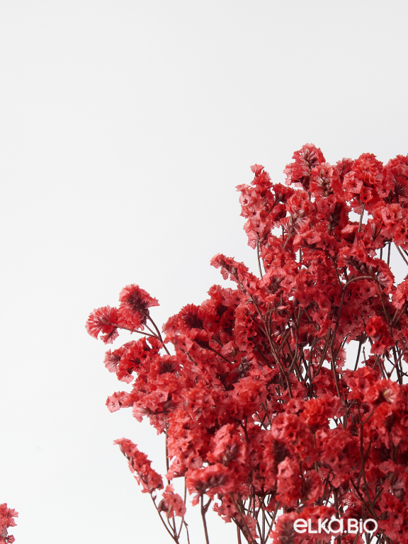 Цветы лимониума красные (80г) М218