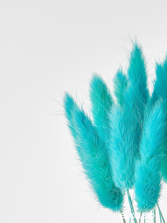 Лагурус ярко-бирюзовый высший сорт - 60 шт