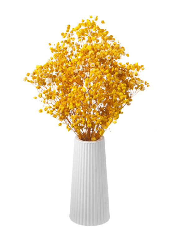 Гипсофила стабилизированная жёлтая 50 гр. высший сорт М172