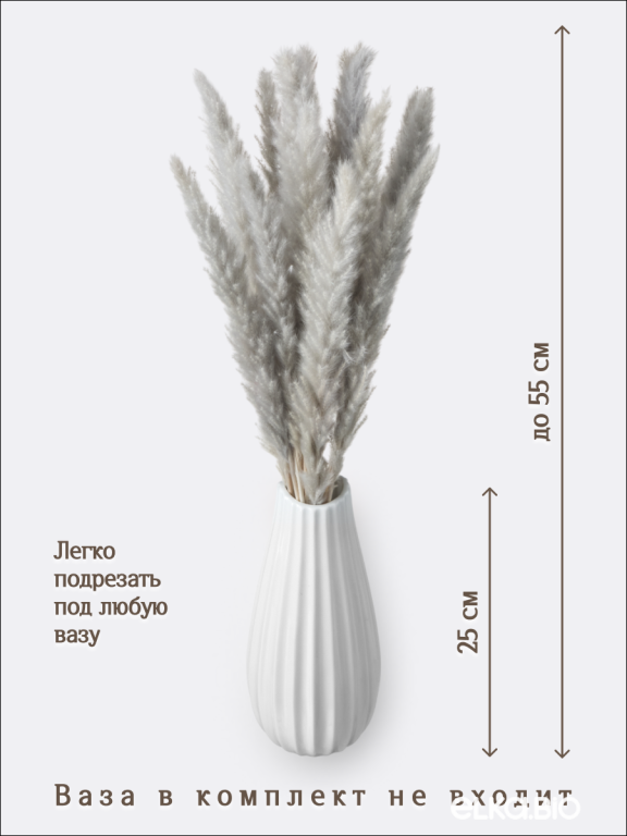 Пампас мини серый 15 шт. Высший сорт. Высота 40-50 см. М139