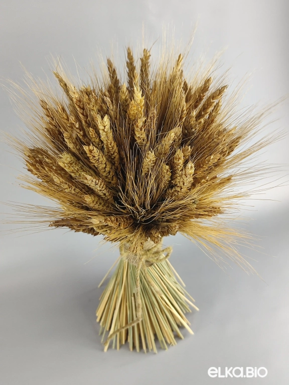 Большой букет из колосьев пшеницы Т111-B100