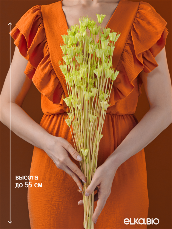 Нигелла ярко - салатовая 50г. Высший сорт. Высота 40-55 см. М729