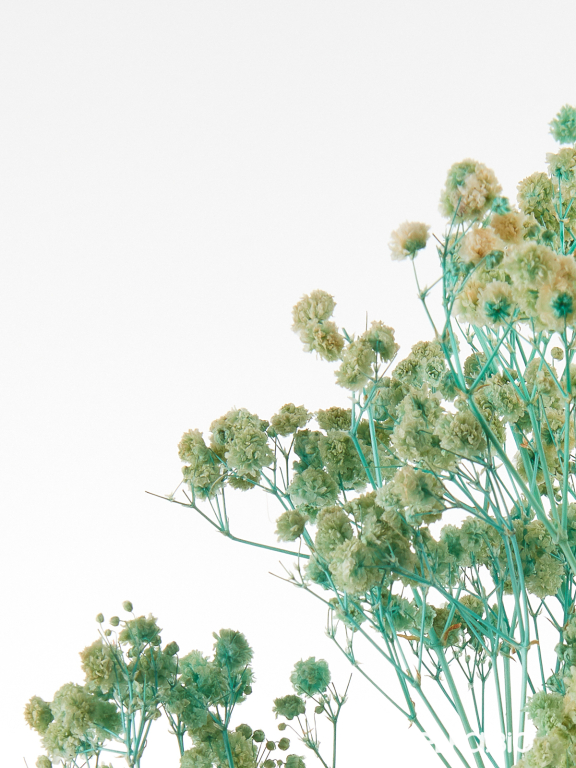 Гипсофила стабилизированная светло-бирюзовая 50 гр. высший сорт М171