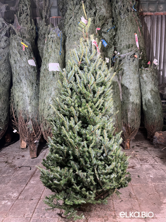 Пихта Фразера срезанная 2.00 - 2.25