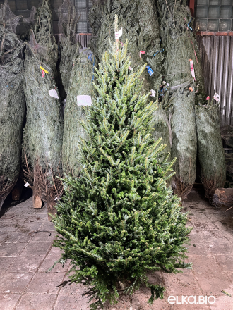 Пихта Фразера срезанная 2.00 - 2.25