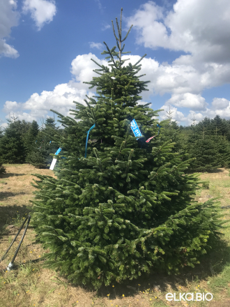 Пихта Нордмана срезанная 3.00 - 3.50