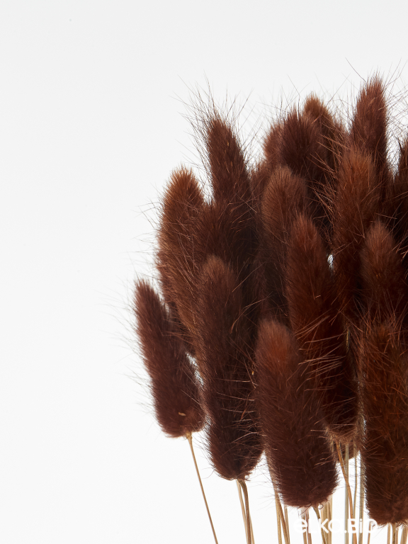 Лагурус коричневый высший сорт - 60 шт