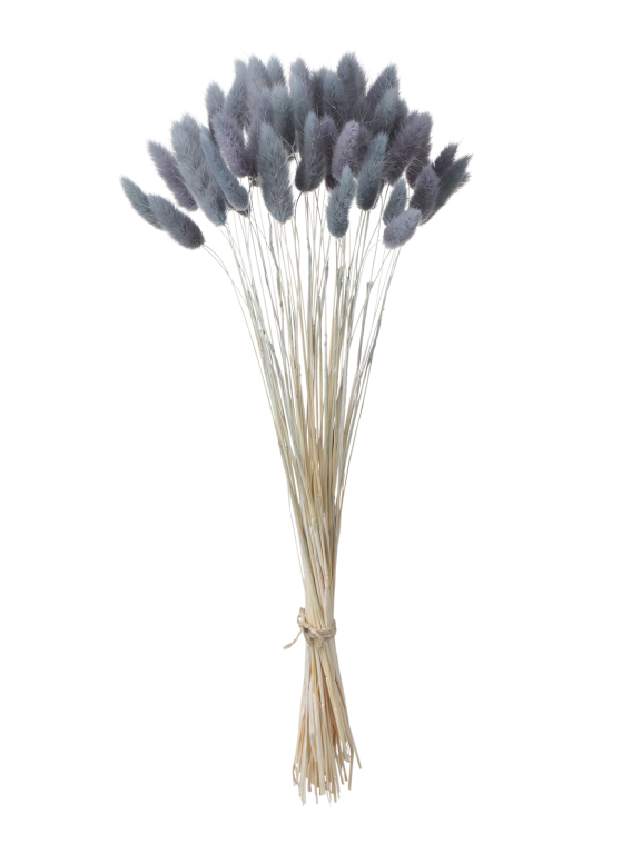 Лагурус серый первый сорт - 300 шт