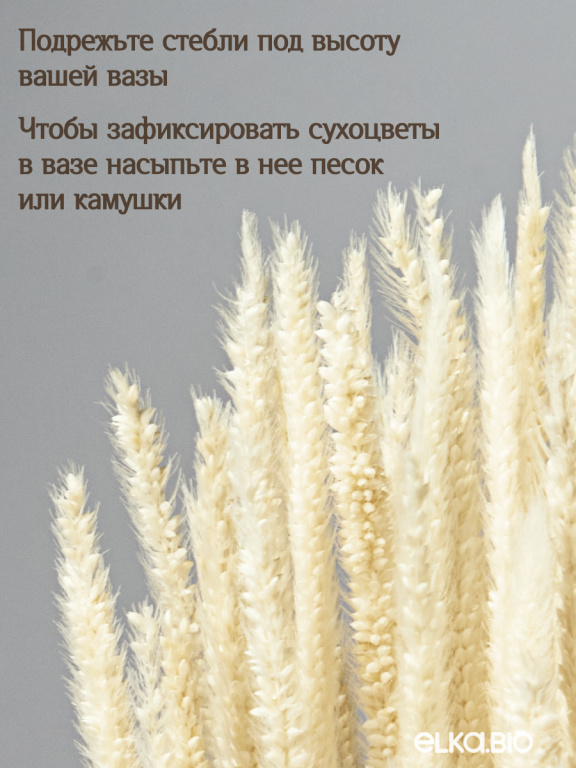 Алопекурус (тимофеевка) белый 150 шт. Высший сорт - до 50 см  М452
