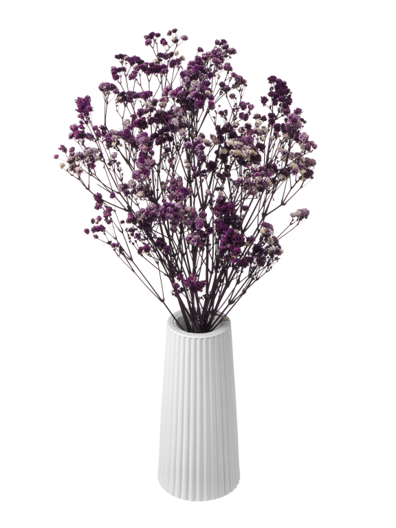 Гипсофила стабилизированная фиолетовая 50 гр. высший сорт М180