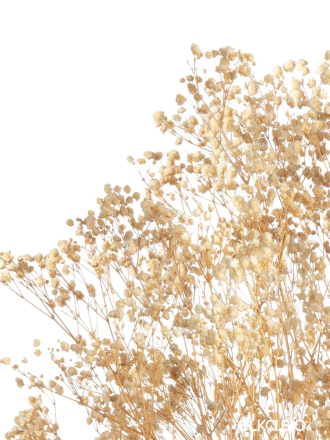  Гипсофила бежевый 100 - 115 г. Первый сорт - стабилизированная