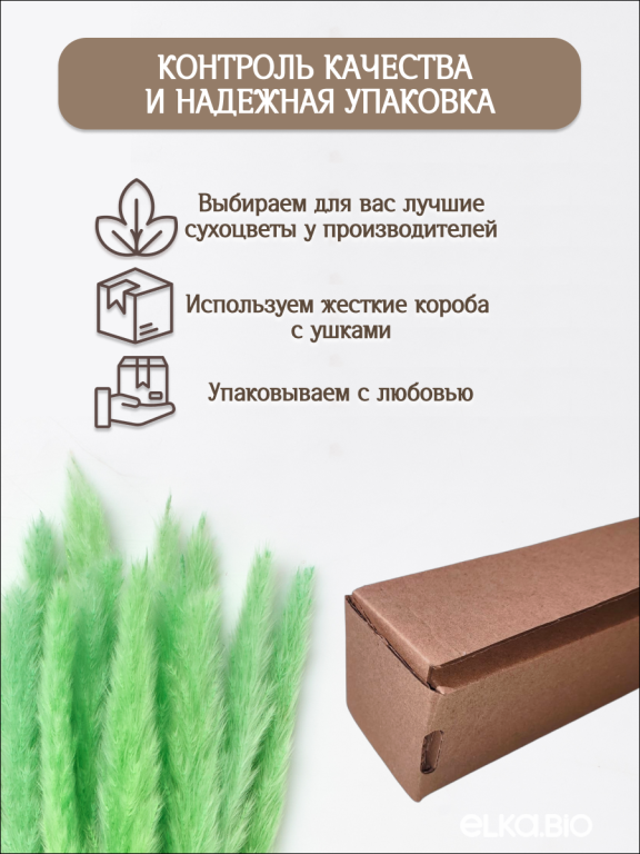 Пампас мини салатовый 15 шт. Высший сорт. Высота 40-50 см. М132