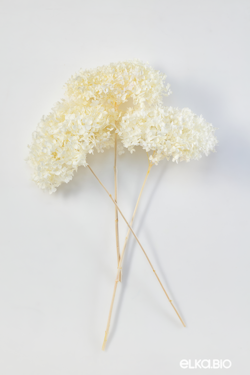 Гортензия белая 3 шт. Высший сорт - стабилизированная М293