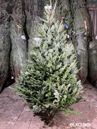 Пихта Фразера срезанная 2.25 - 2.50