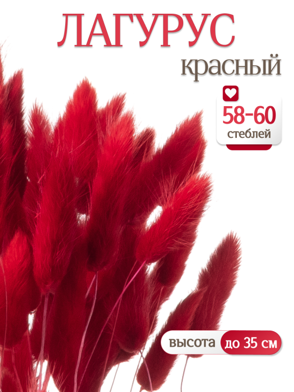 Лагурус красный 60 шт. Высший сорт. Высота 25-35 см М229