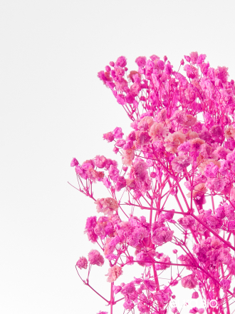  Гипсофила фуксия 100 - 115 г. Первый сорт - стабилизированная