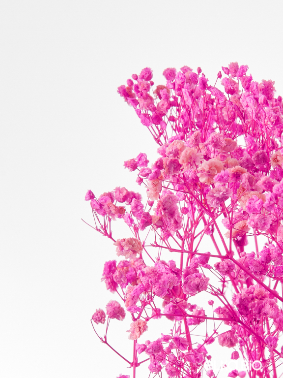 Гипсофила фуксия 140г. Высший сорт - стабилизированная М680