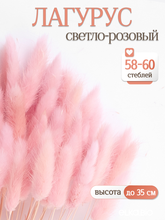 Лагурус светло-розовый 60 шт. Высший сорт. Высота 25-35 см. Высота 25-35 см М233