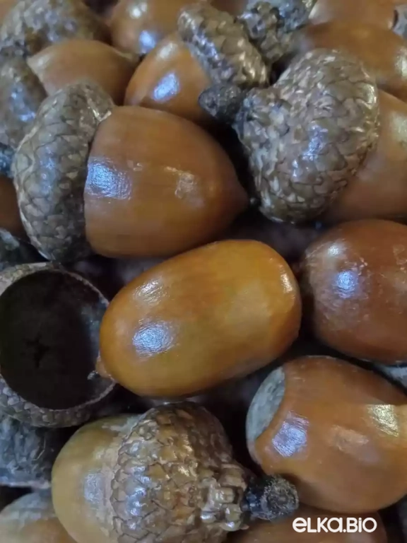 Декоративный шар из желудей красного дуба Желуди (средний) П44-В29