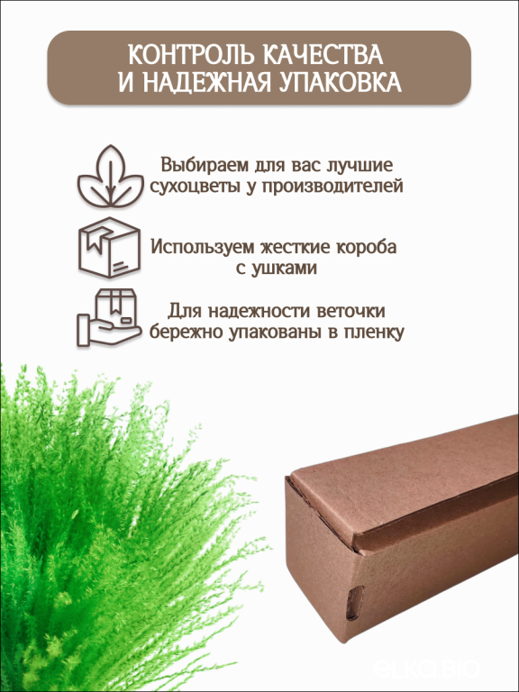 Мискантус салатовый 30 шт. Высший сорт М276