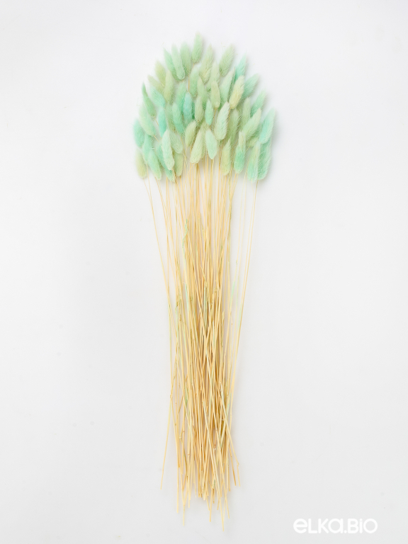 Лагурус светло-бирюзовый высший сорт - 60 шт