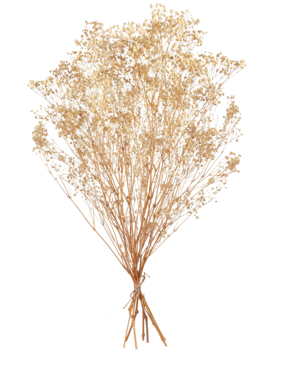  Гипсофила бежевый 100 - 115 г. Первый сорт - стабилизированная