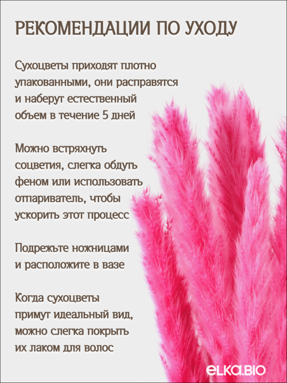 Пампас мини ярко-розовый 15 шт. Высший сорт. Высота 40-50 см. М619