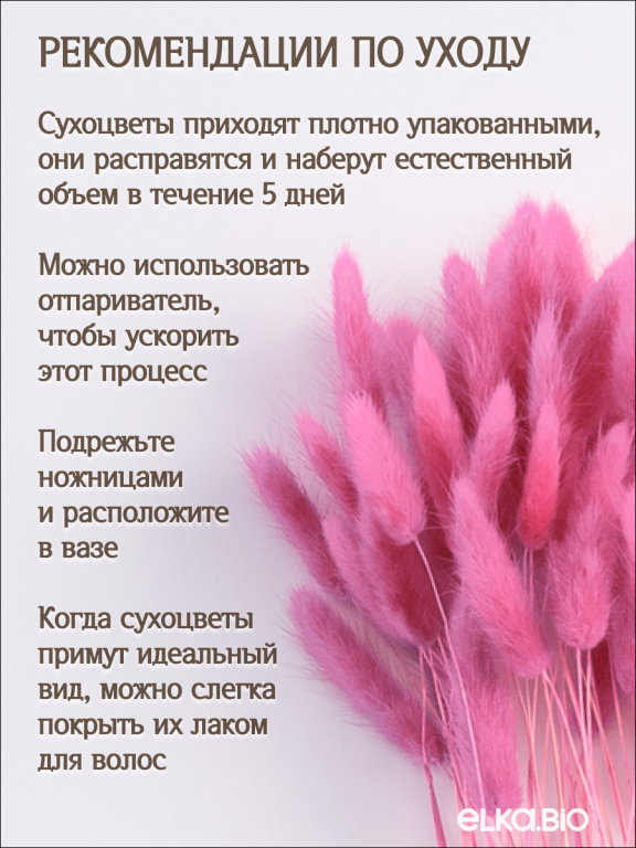 Лагурус розово-сиреневый 60 шт. Высший сорт. Высота 25-35 см М247