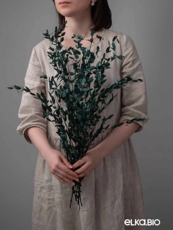 Эвкалипт Парвифолия изумрудный (3-5 шт) М055