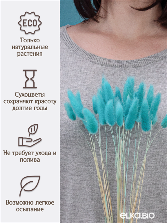 Лагурус ярко-бирюзовый 30 шт. Высший сорт. Высота 25-35 см М491