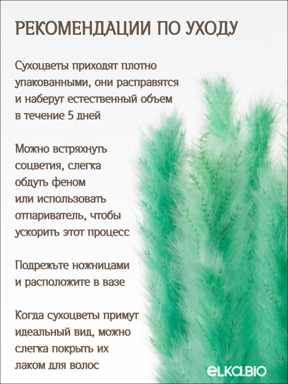Пампас мини зелёно-бирюзовый 15 шт. Высший сорт. Высота 40-50 см. М133