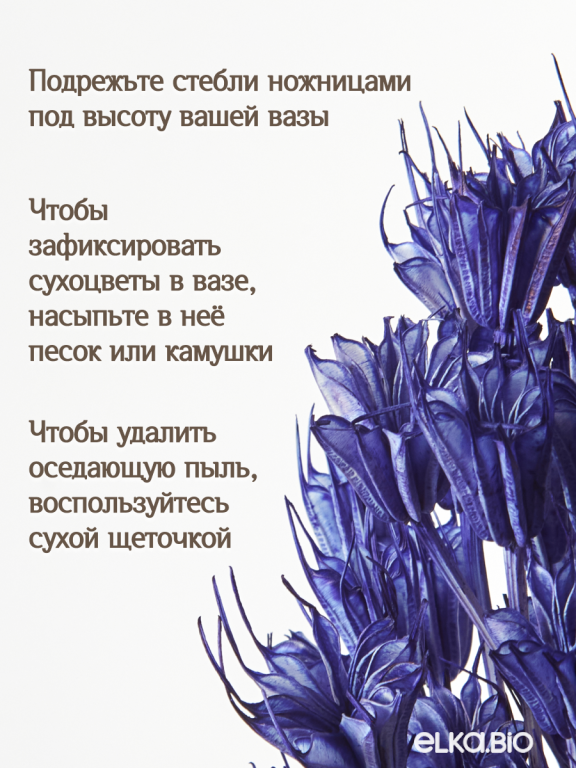 Нигелла синяя 50г. Высший сорт. Высота 40-55 см. М411