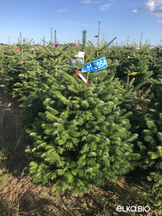 Пихта Нормана в горшке 1.20 - 1.40