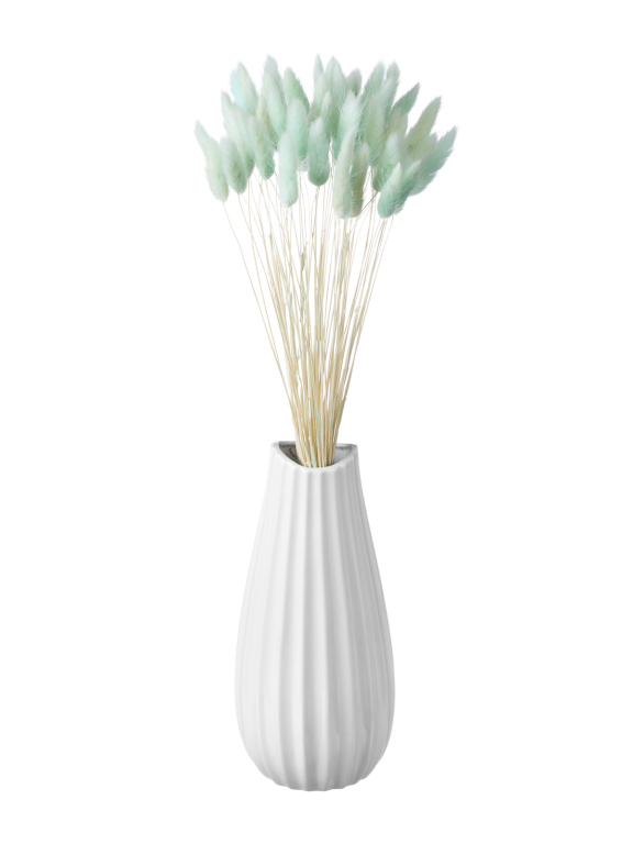 Лагурус светло-бирюзовый высший сорт - 60 шт