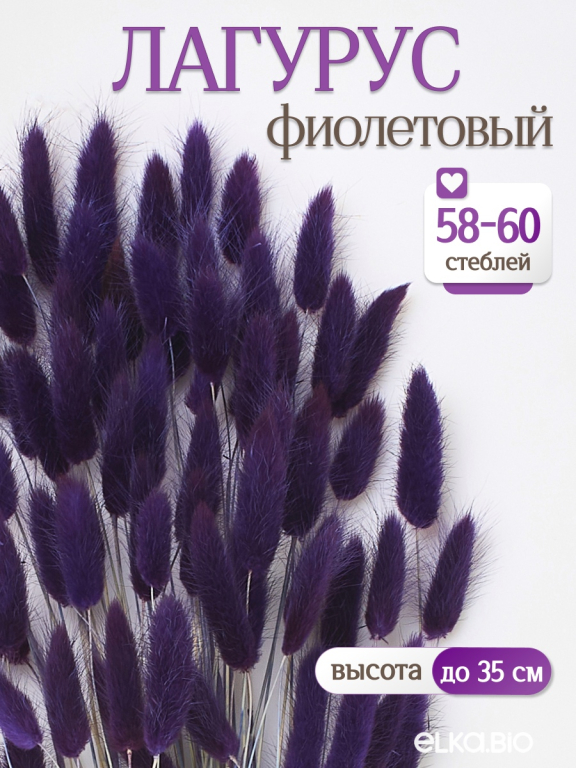 Лагурус фиолетовый 60 шт. Высший сорт. Высота 25-35 см М240