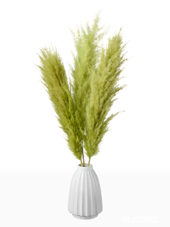 Пампасная трава кортадерия светло-зелёная (3шт) М155
