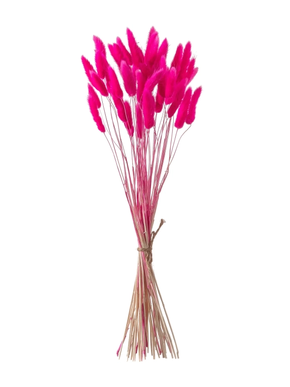 Лагурус фуксия первый сорт - 300 шт