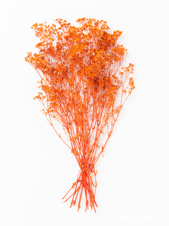 Гипсофила стабилизированная оранжевая 140 гр. высший сорт М163