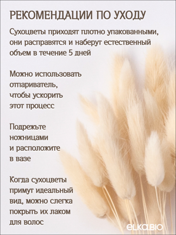 Лагурус белый 30 шт. Высший сорт. Высота 25-35 см М471